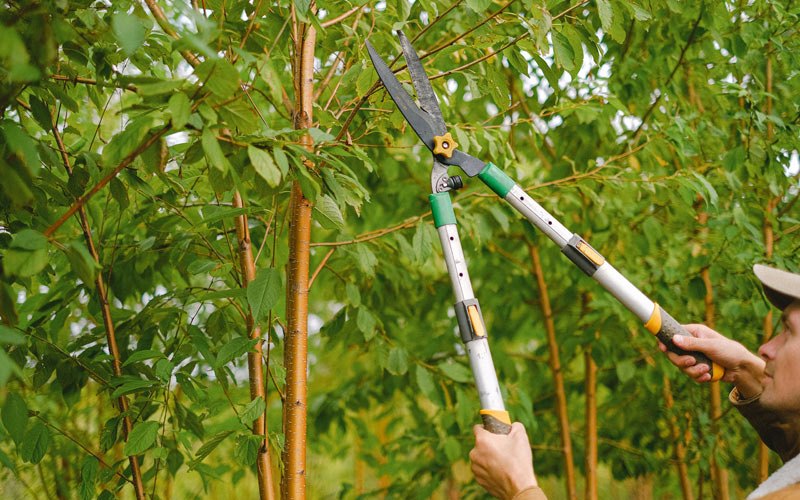 Tree trimming in Opa Locka, FL